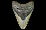 Fossil Megalodon Tooth - North Carolina #109531-1